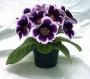 Seminte profesionale  Gloxinia (Sinningia hybrida)- Gloxinia - imagine 49246